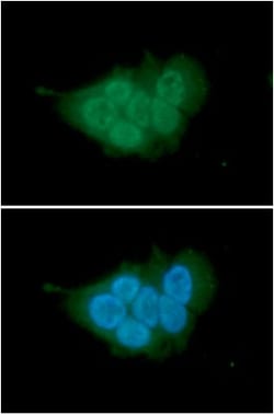 MCM7 Mouse anti-Human, Clone: 118H7, Novus Biologicals 50uL; Unlabeled:Antibodies,
